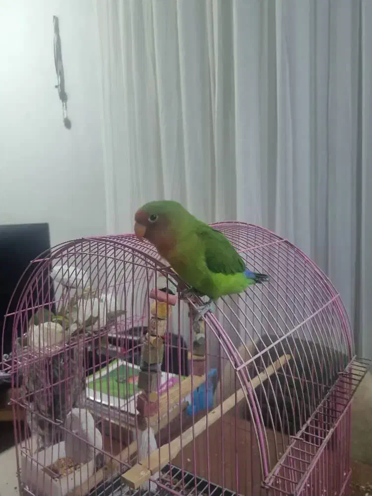 فروش طوطی برزیلی صورت هلویی در جم|پرنده|جم, |دیوار