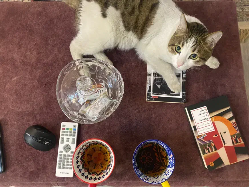 واگذاری گربه شناسنامه واکسن سالم باهوش|گربه|اصفهان, کشاورزی|دیوار