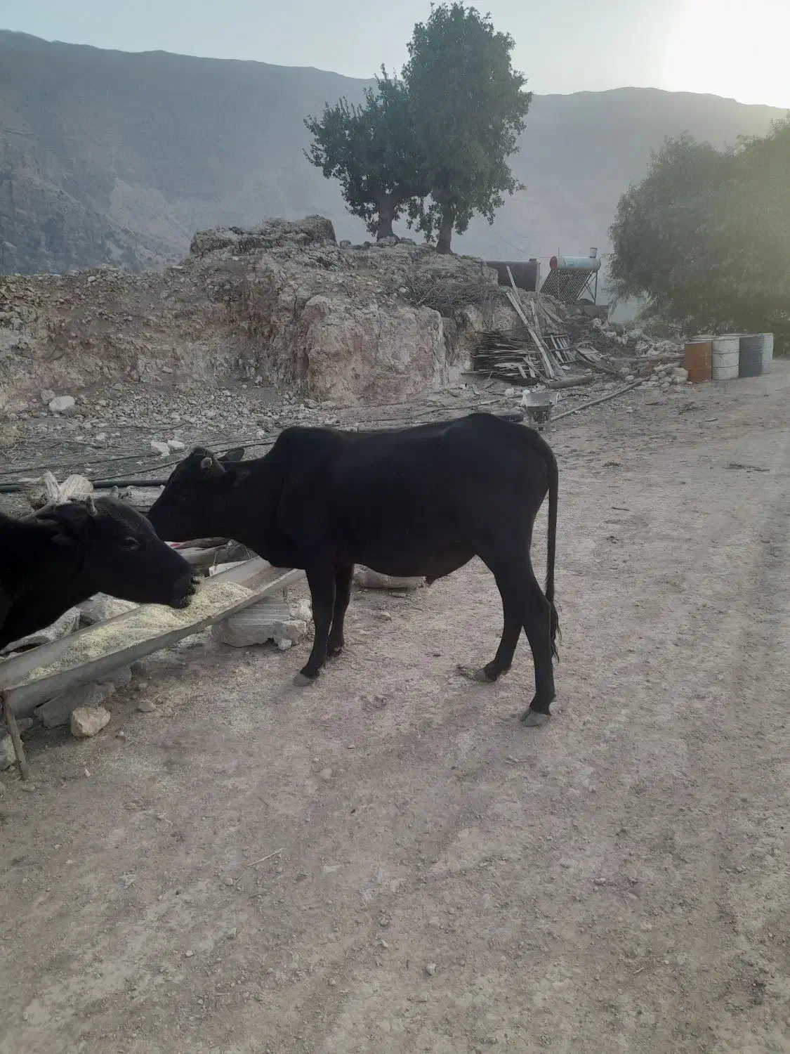 فروش گوساله نر بصورت نقدی|حیوانات مزرعه|پاتاوه, |دیوار