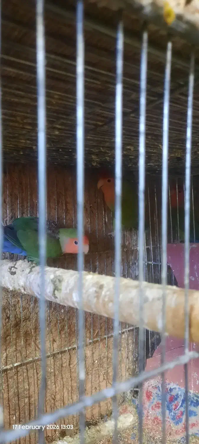 طوطی برزیلی|پرنده|اصفهان, قائمیه|دیوار