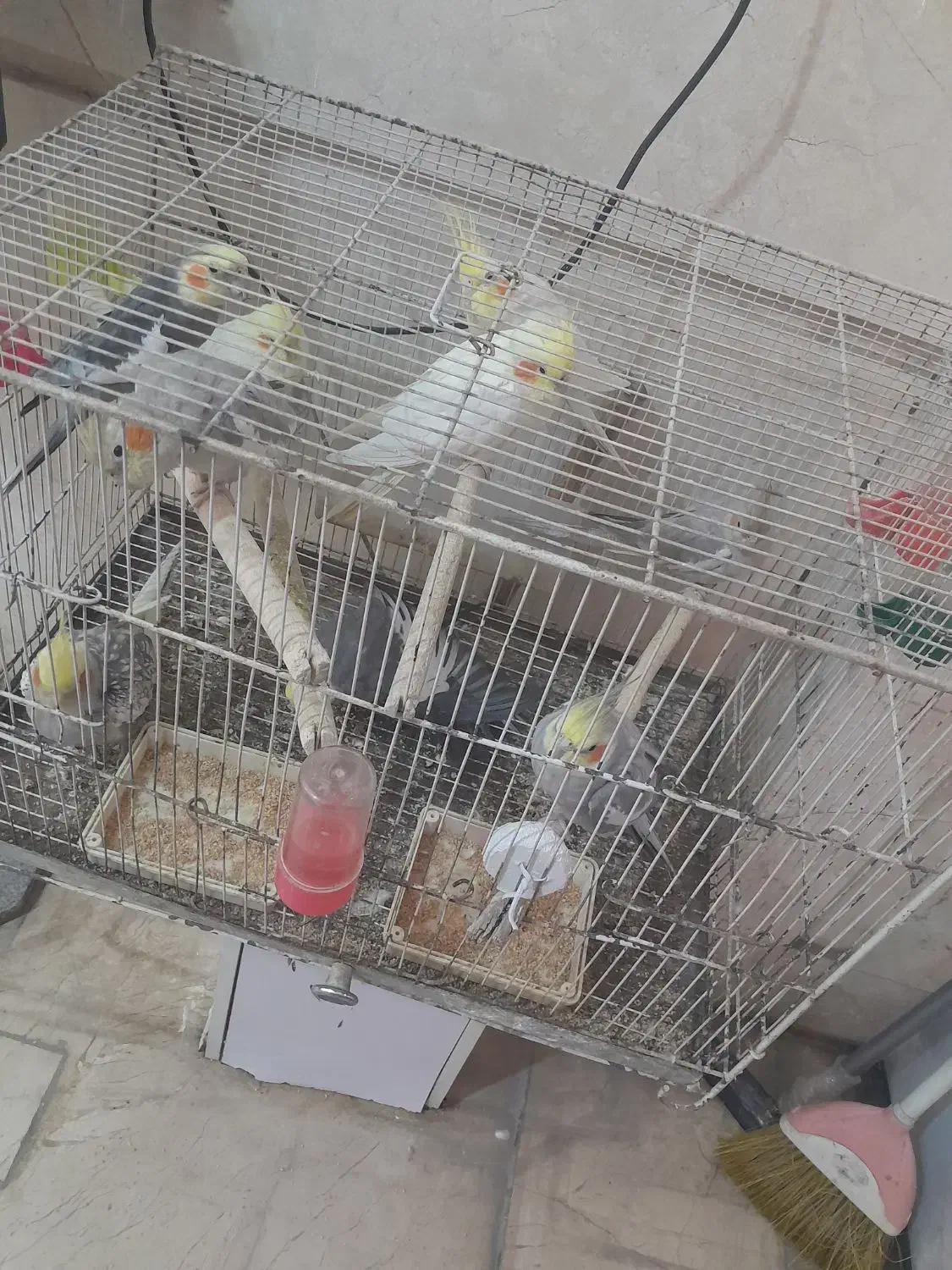 معاوضه|پرنده|مشهد, رده|دیوار