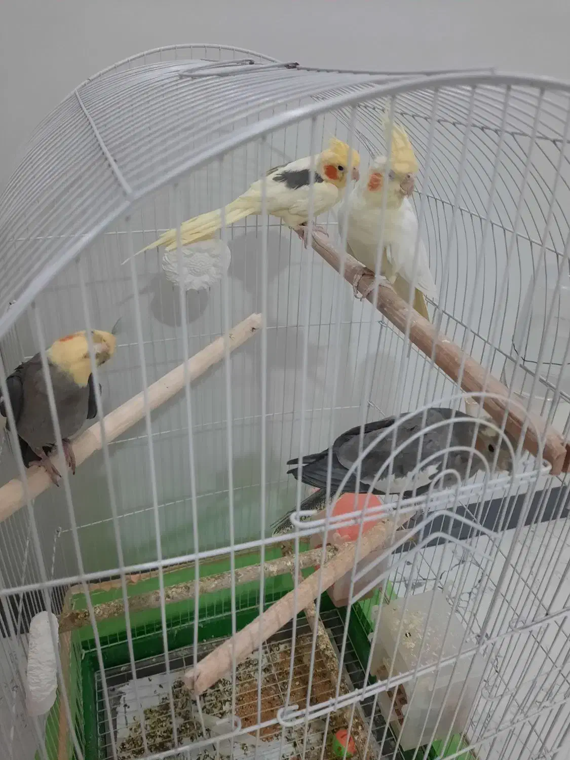 عروس هلندی|پرنده|گرمدره, |دیوار