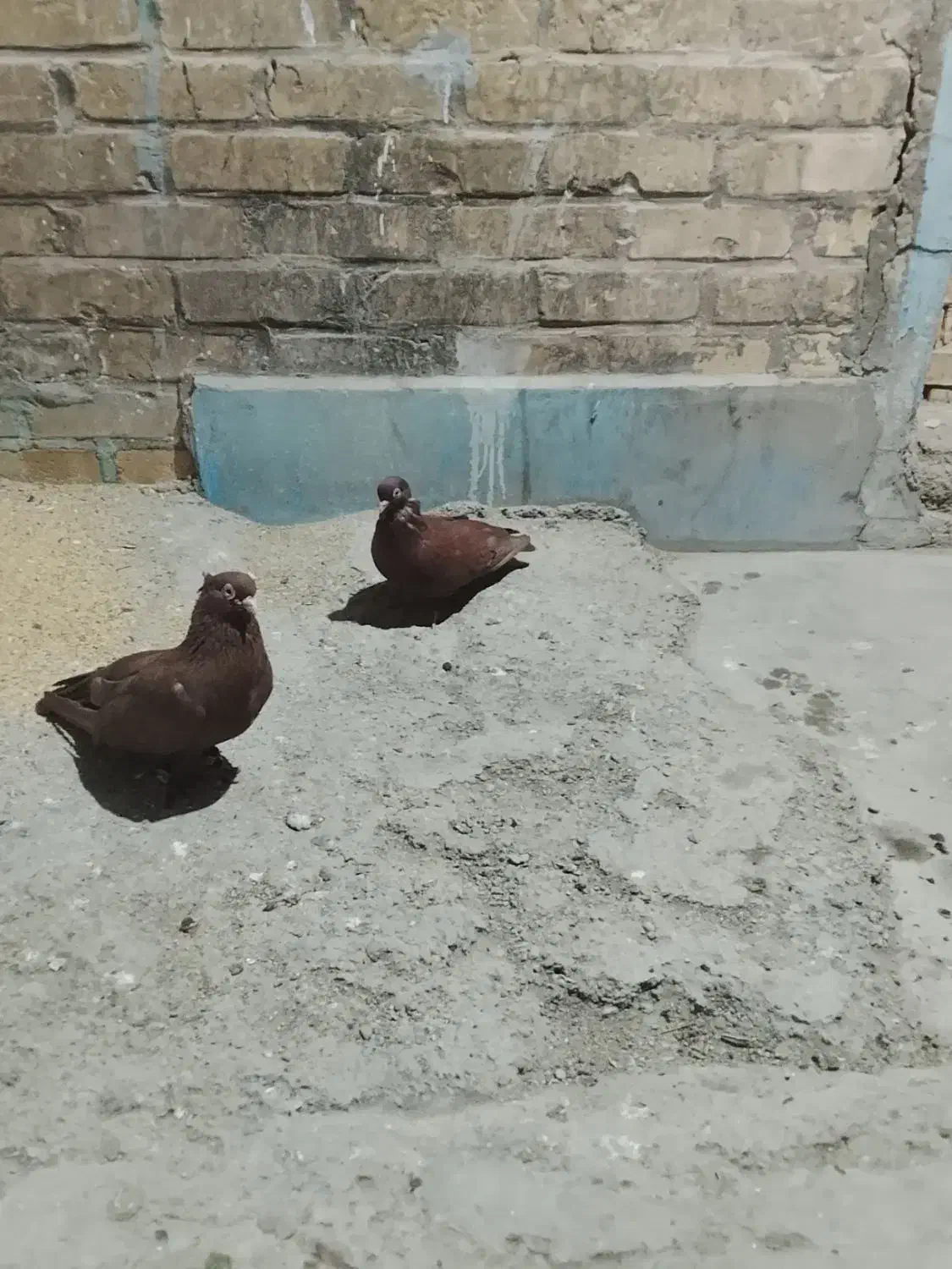 فروشی|پرنده|خرمشهر, |دیوار