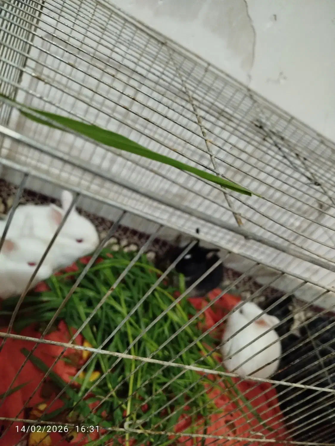 خرگوش|موش و خرگوش|یزد, |دیوار