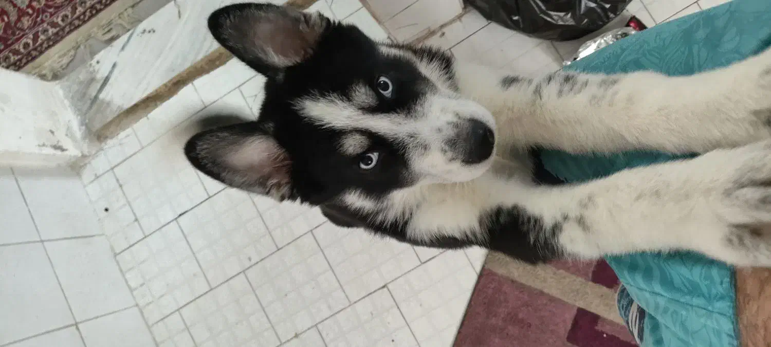 سگ هاسکی نر|سگ|تهران, فلاح|دیوار