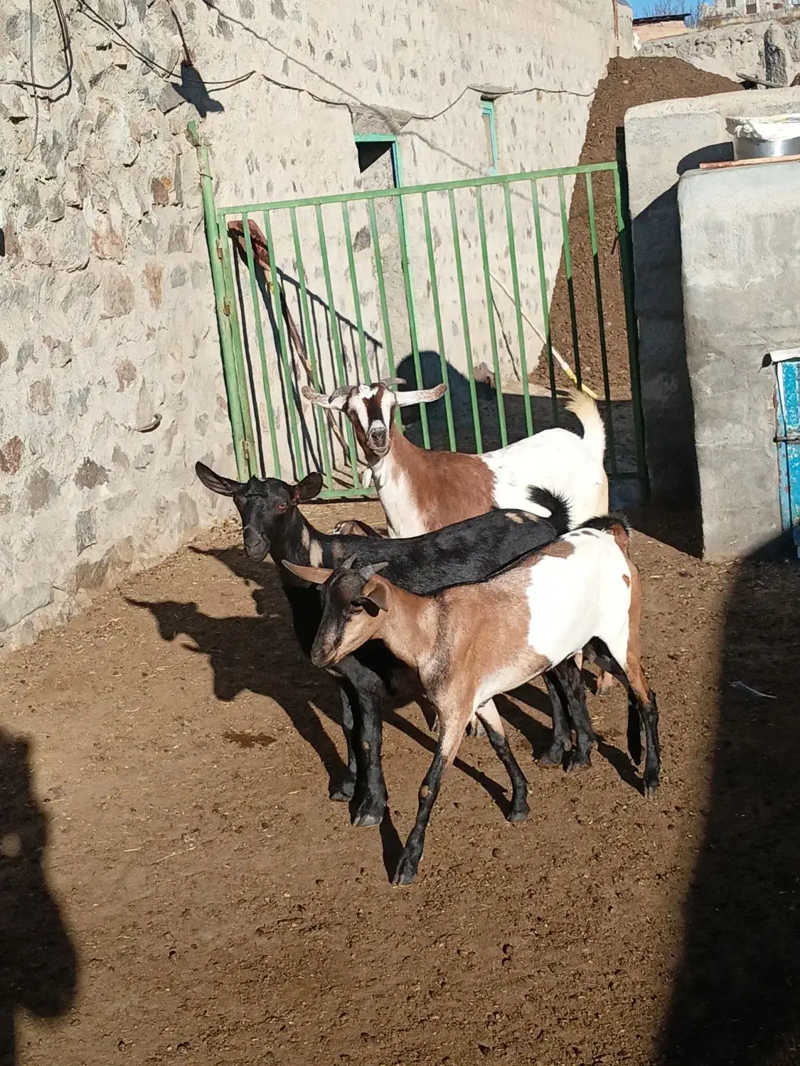 سه عدد بز|حیوانات مزرعه|اهر, |دیوار