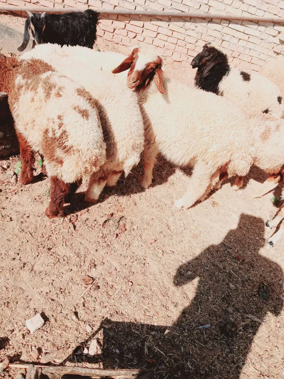 بره گوسفند|حیوانات مزرعه|اهواز, گلدشت|دیوار