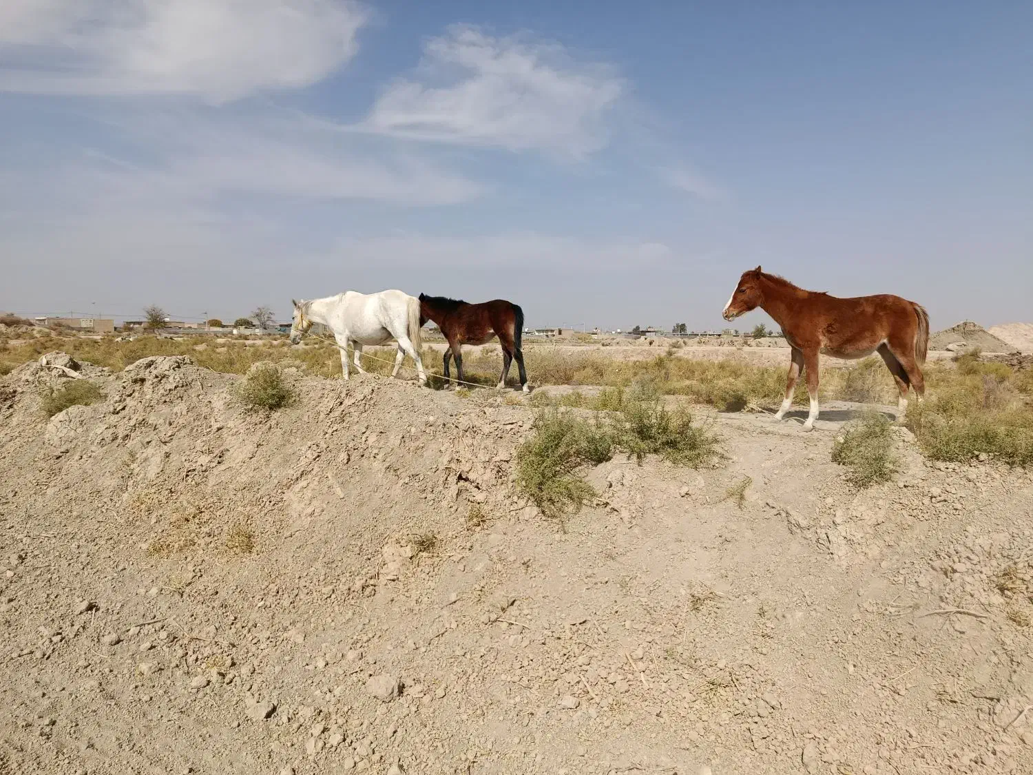 فروش چهار عدد اسب|اسب و تجهیزات اسبسواری|کربال, |دیوار