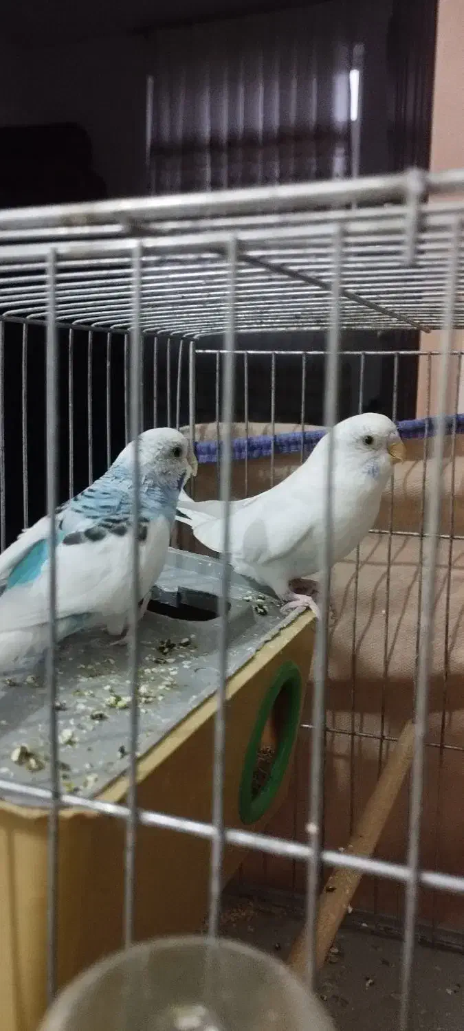 مرغ عشق|پرنده|بیجار, |دیوار