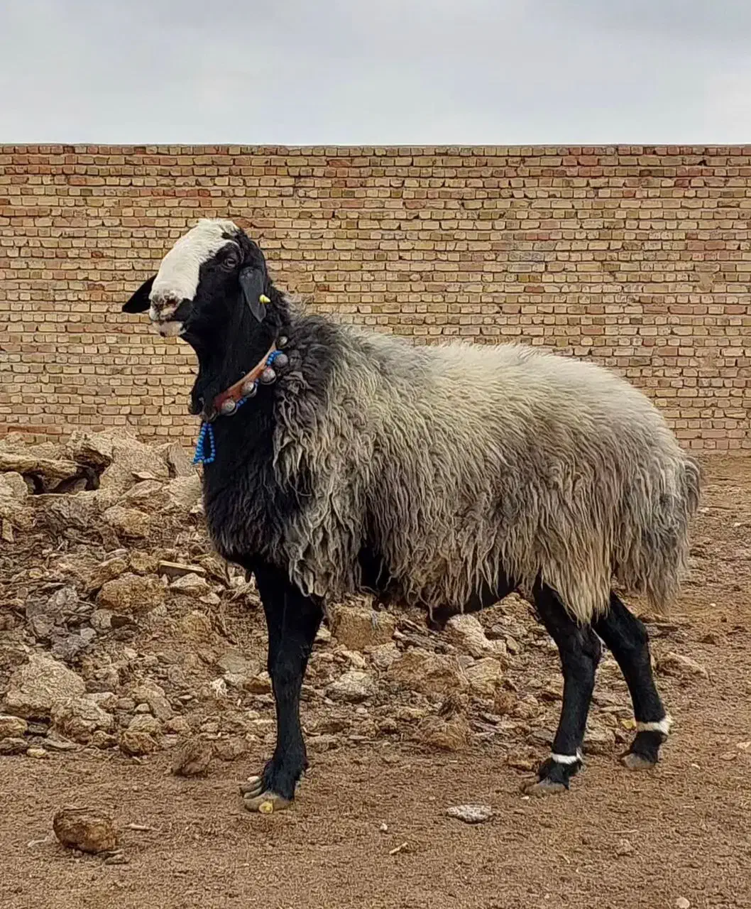 قوچ درجه یک|حیوانات مزرعه|تاکستان, |دیوار