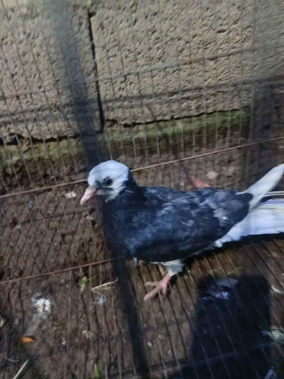 ۱۶ عدد کبوتر پرشی|پرنده|لشت نشا, |دیوار