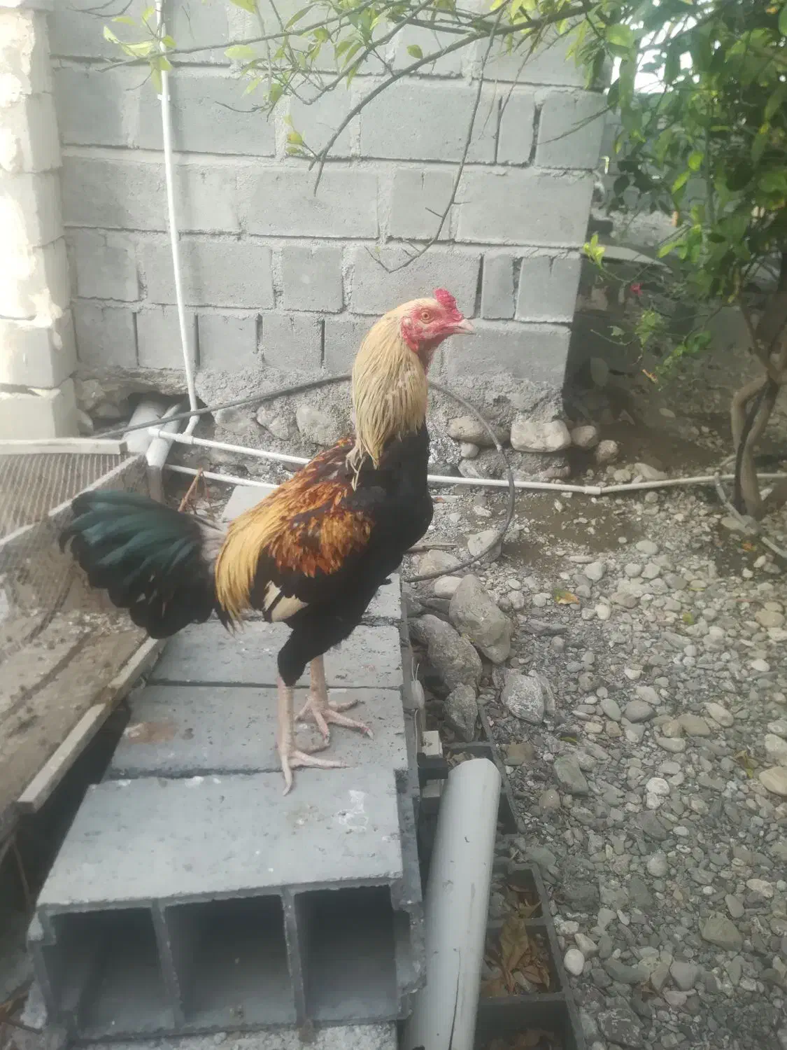 خروس|حیوانات مزرعه|رودان, |دیوار