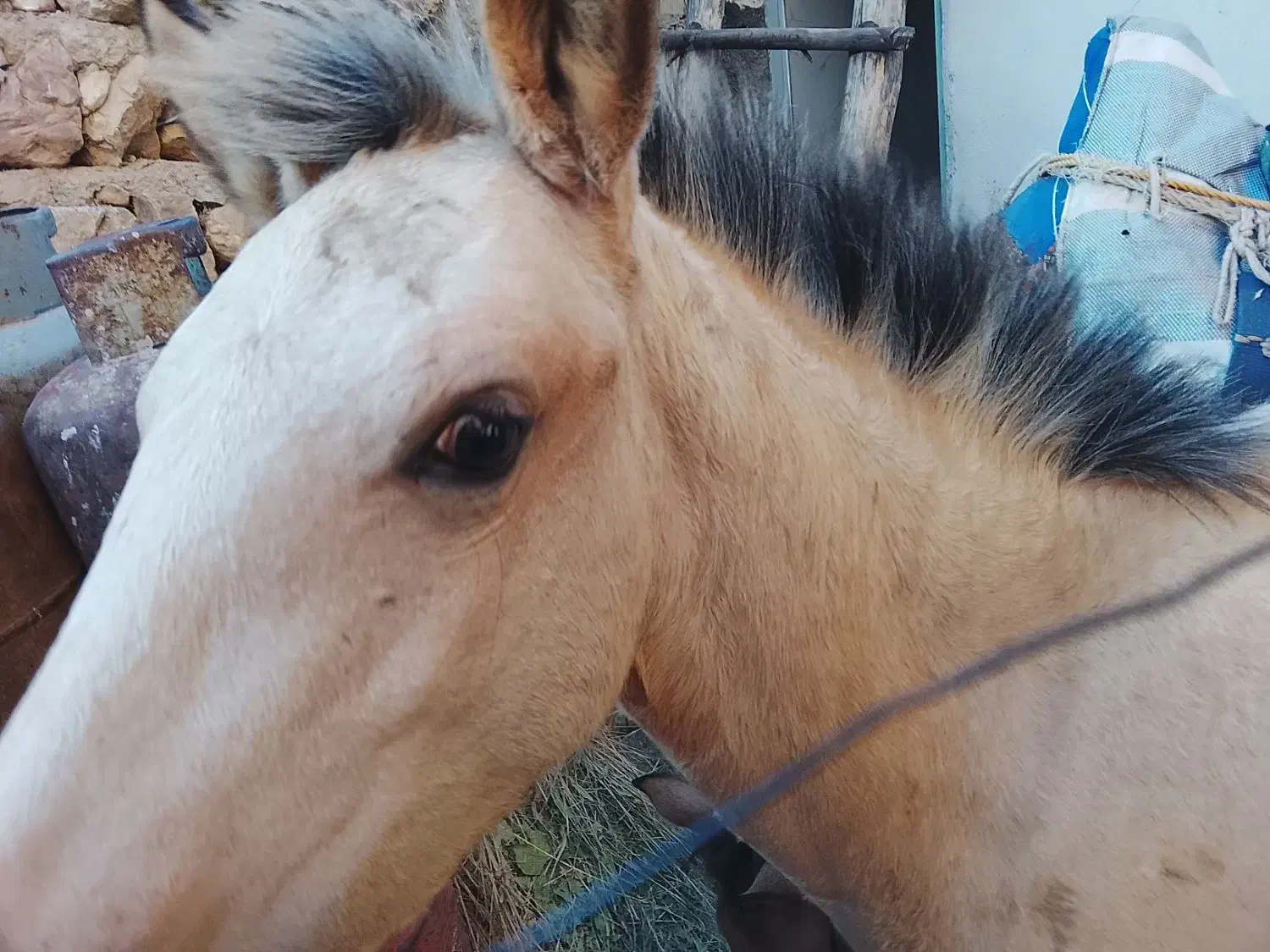 اسب|اسب و تجهیزات اسبسواری|شاهرود (اردبیل), |دیوار