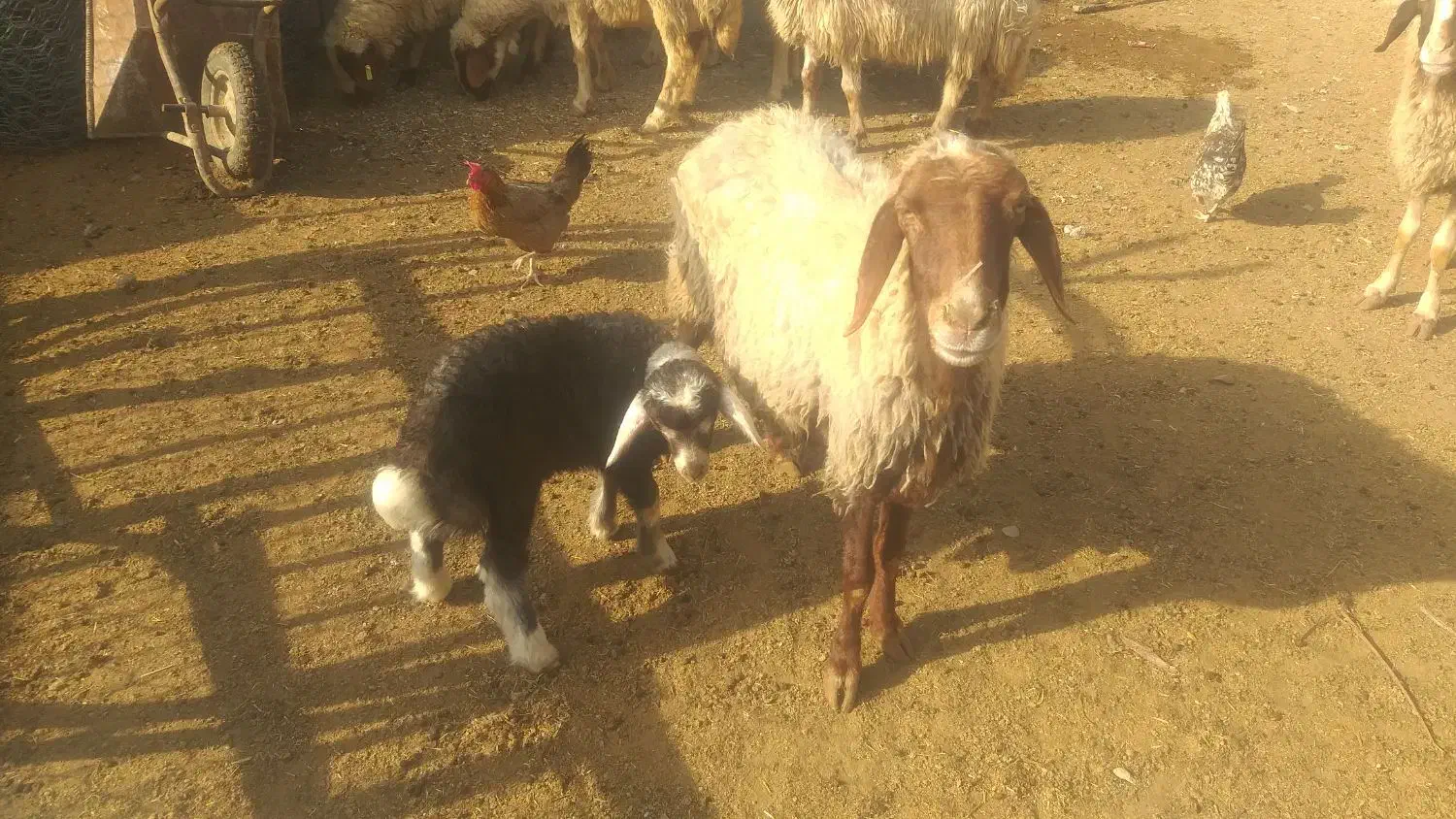 ۹عدد میه سه تاش زایمان کرده|حیوانات مزرعه|ثلاث باباجانی, |دیوار