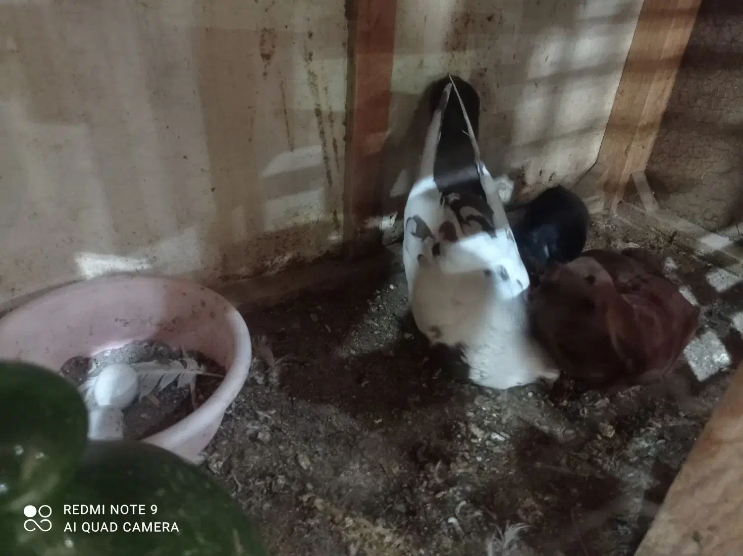 کفتر|پرنده|قم, کاسه گران|دیوار