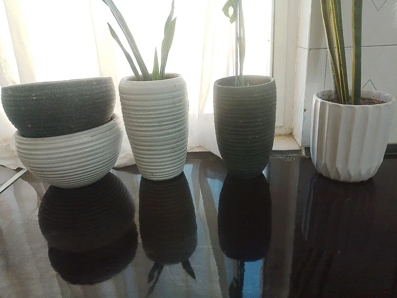 گلدان سفالی|گل و گیاه طبیعی|بومهن, |دیوار