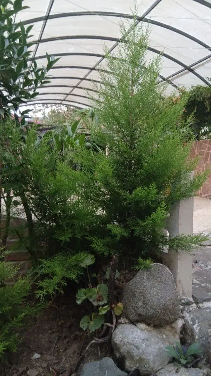 کاج لاوسون و درختچه پالم|گل و گیاه طبیعی|رحیمآباد, |دیوار