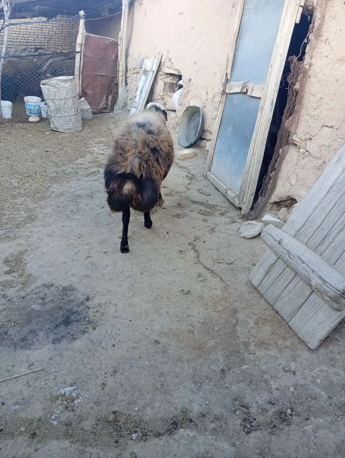 قوچ قزل افشار|حیوانات مزرعه|شیدا, |دیوار