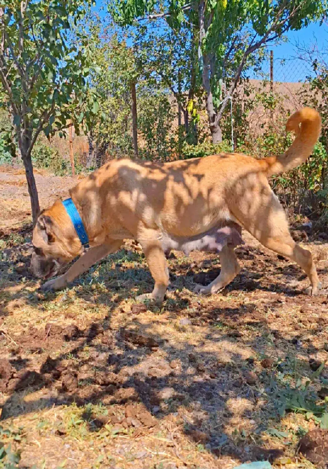 ماده سرابی اصیل|سگ|فردیس, شهرک شهید حسینی|دیوار