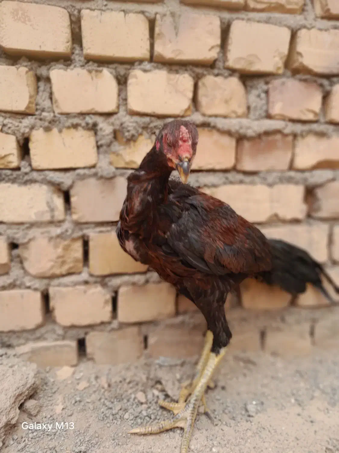 جوجه مرغ و خروس|حیوانات مزرعه|سبزوار, قصبه غربی|دیوار