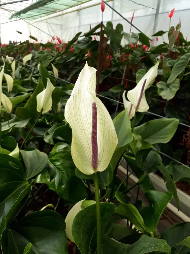 کارشناس و کارآموز گلخانه گل|استخدام صنعتی، فنی، مهندسی|جوادآباد, |دیوار