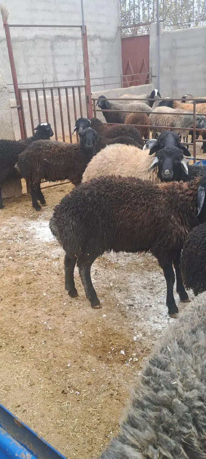 بره نره چاق|حیوانات مزرعه|ساوه, |دیوار