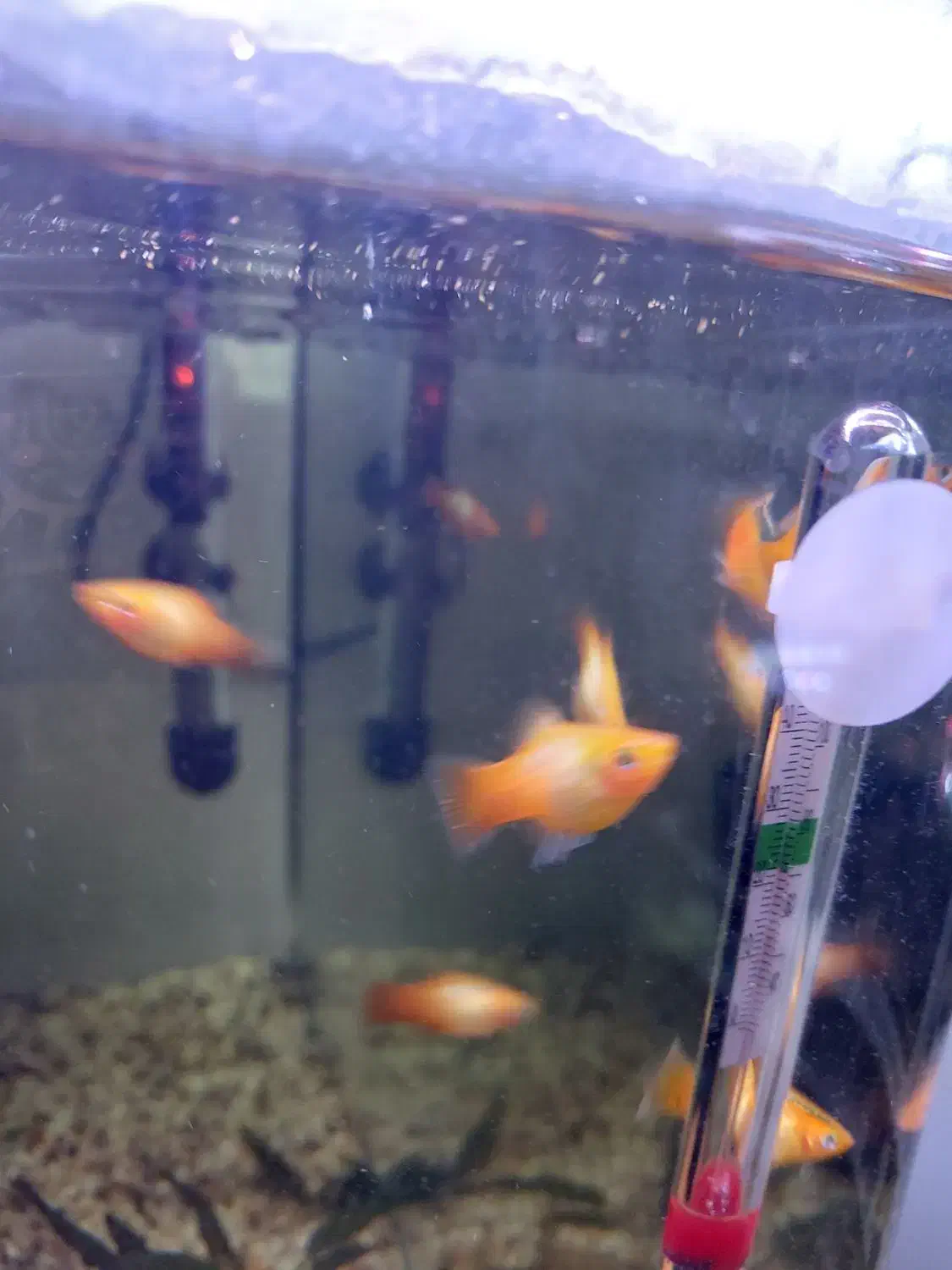 پلاتی بالن توکسیدو پلاتی سان رایس|ماهی|بندر ماهشهر, |دیوار