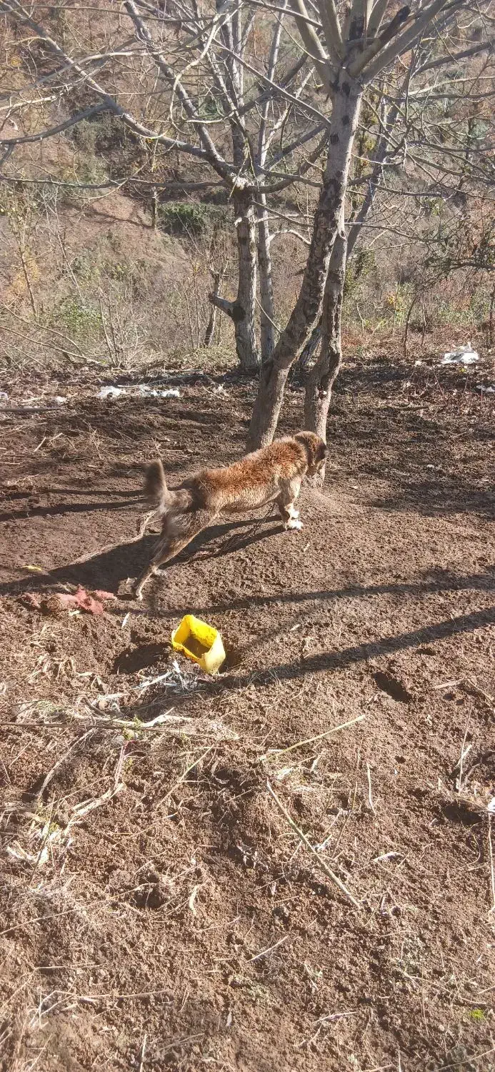 سگ مغان|سگ|لیسار, |دیوار