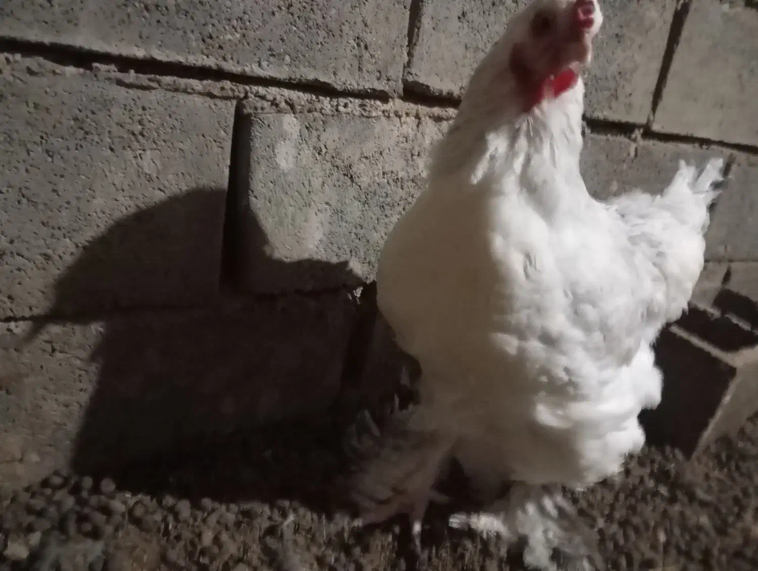 مرغ|حیوانات مزرعه|تربت‌حیدریه, حاجی یار‎|دیوار