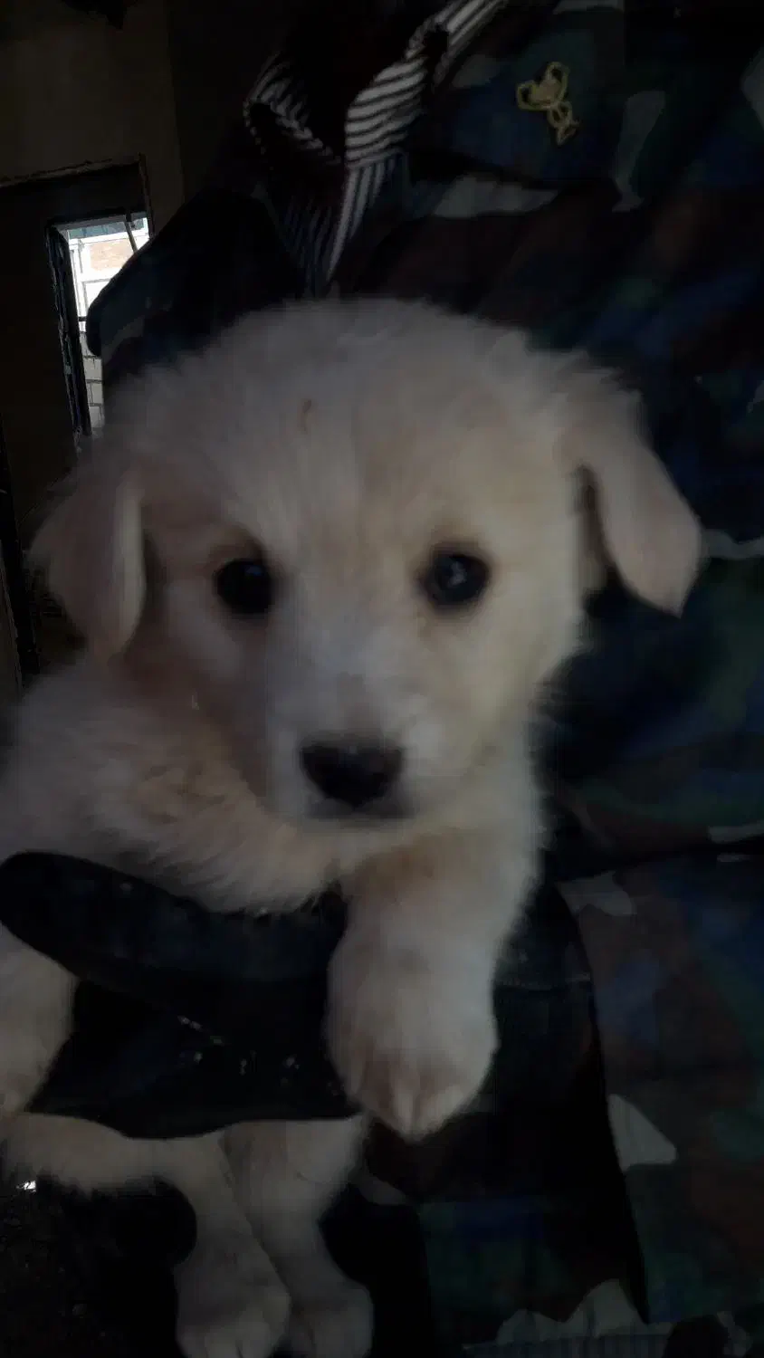 فروش 4 عدد توله|سگ|گلبهار, شهر جدید گلبهار|دیوار