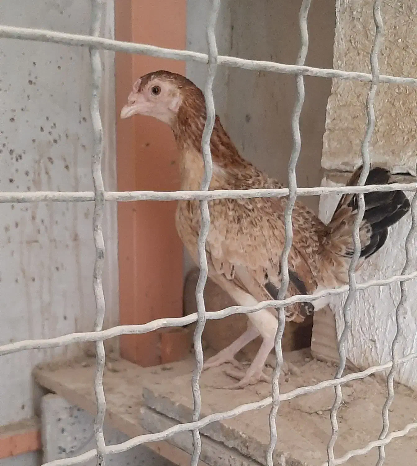 مرغ کوشامو یا لاری مینیاتوری۱۱ماهه|حیوانات مزرعه|ورامین, شهرک مدرس|دیوار