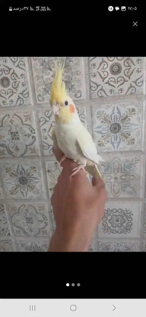 عروس هلندی ماده|پرنده|شهریار, شهرک شاهد|دیوار