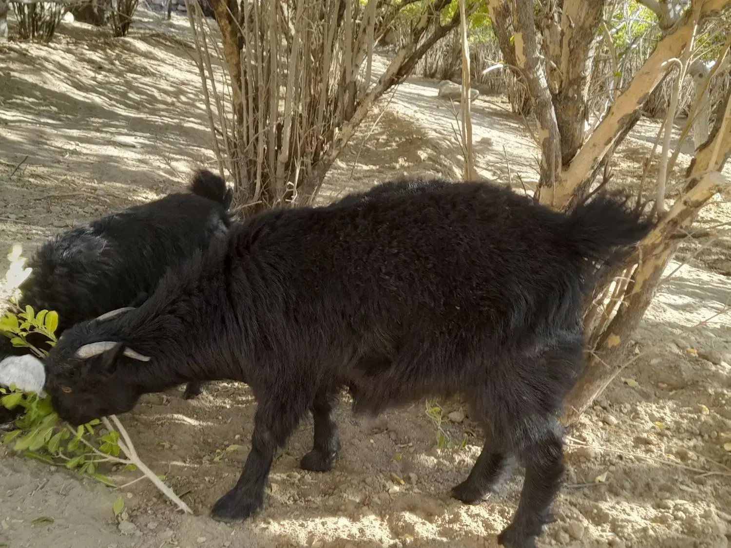 بز آبستن همراه بزغاله حراج|حیوانات مزرعه|خاش, |دیوار