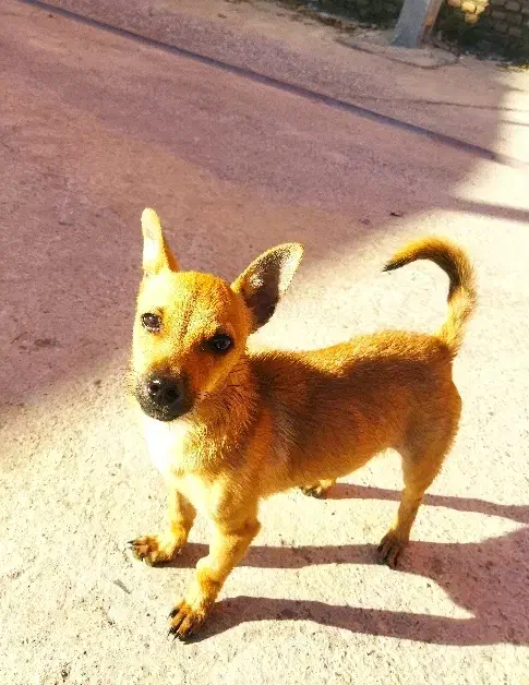 سگ پاکوتاه|سگ|گرگان, |دیوار