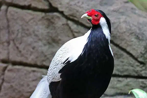 پرنده تزئینی سیلور|پرنده|نوشهر, |دیوار