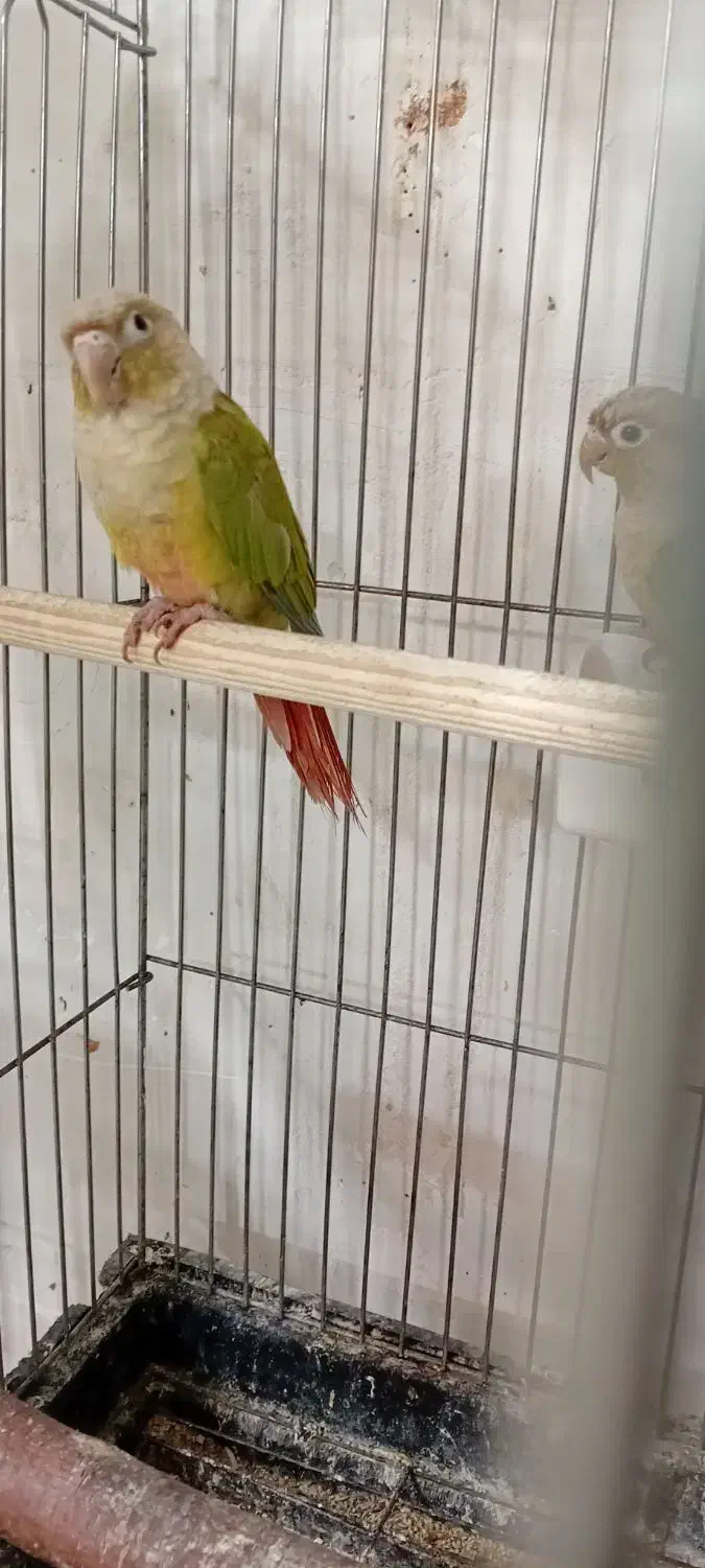 گرینچیک نر بالغ|پرنده|پاکدشت, پاکدشت (مامازند)|دیوار