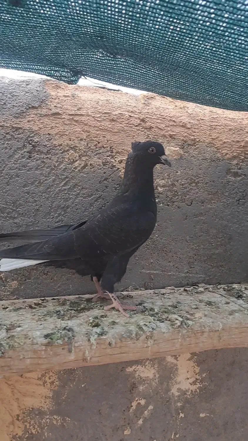 زاغدم سفید نر|پرنده|بردسکن, |دیوار