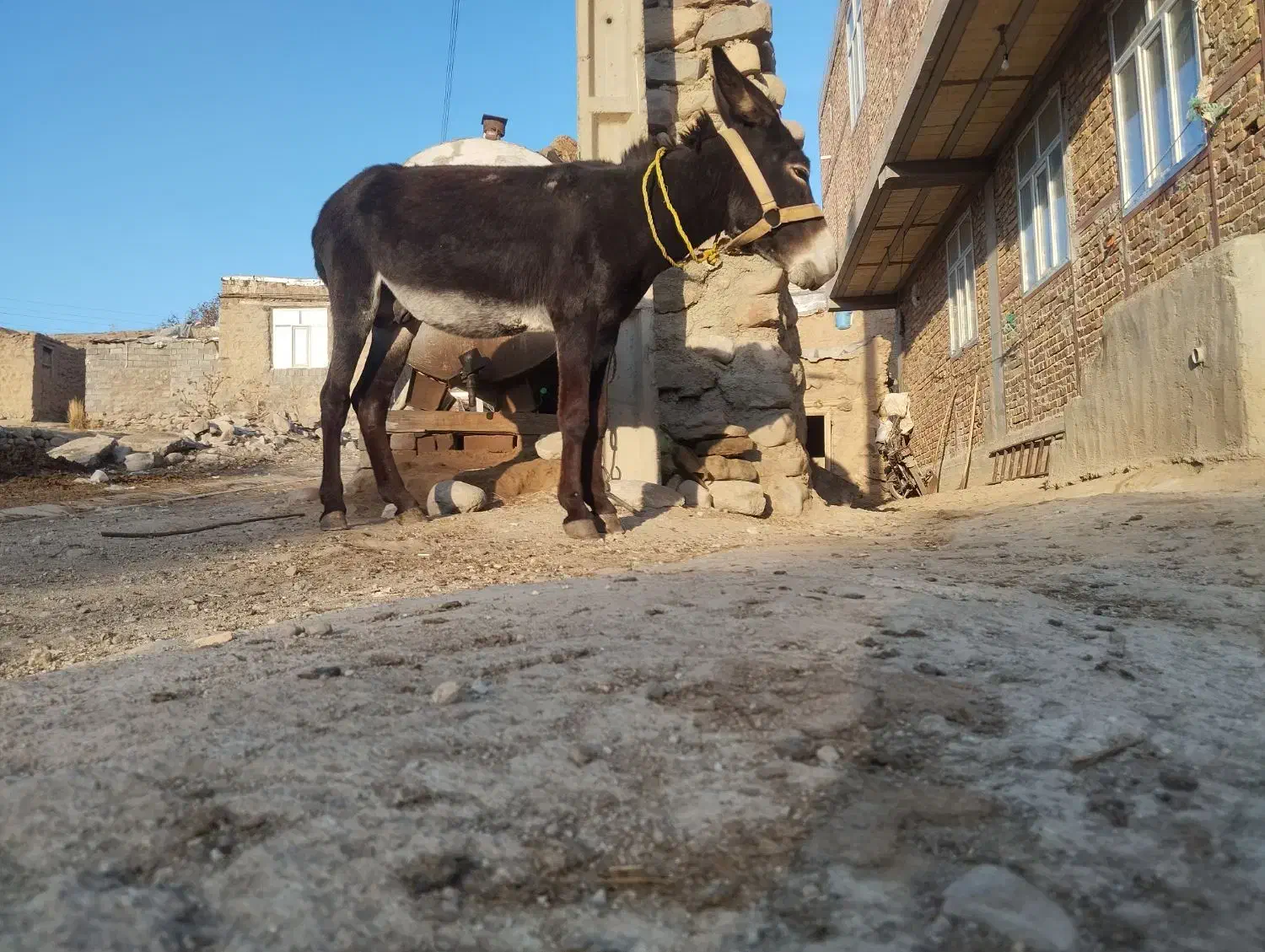 خر الاغ نر جوان|حیوانات مزرعه|تیکمه داش, |دیوار