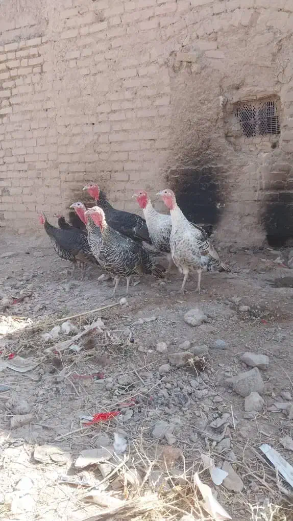 بوقلمون|حیوانات مزرعه|گوهرکوه, |دیوار