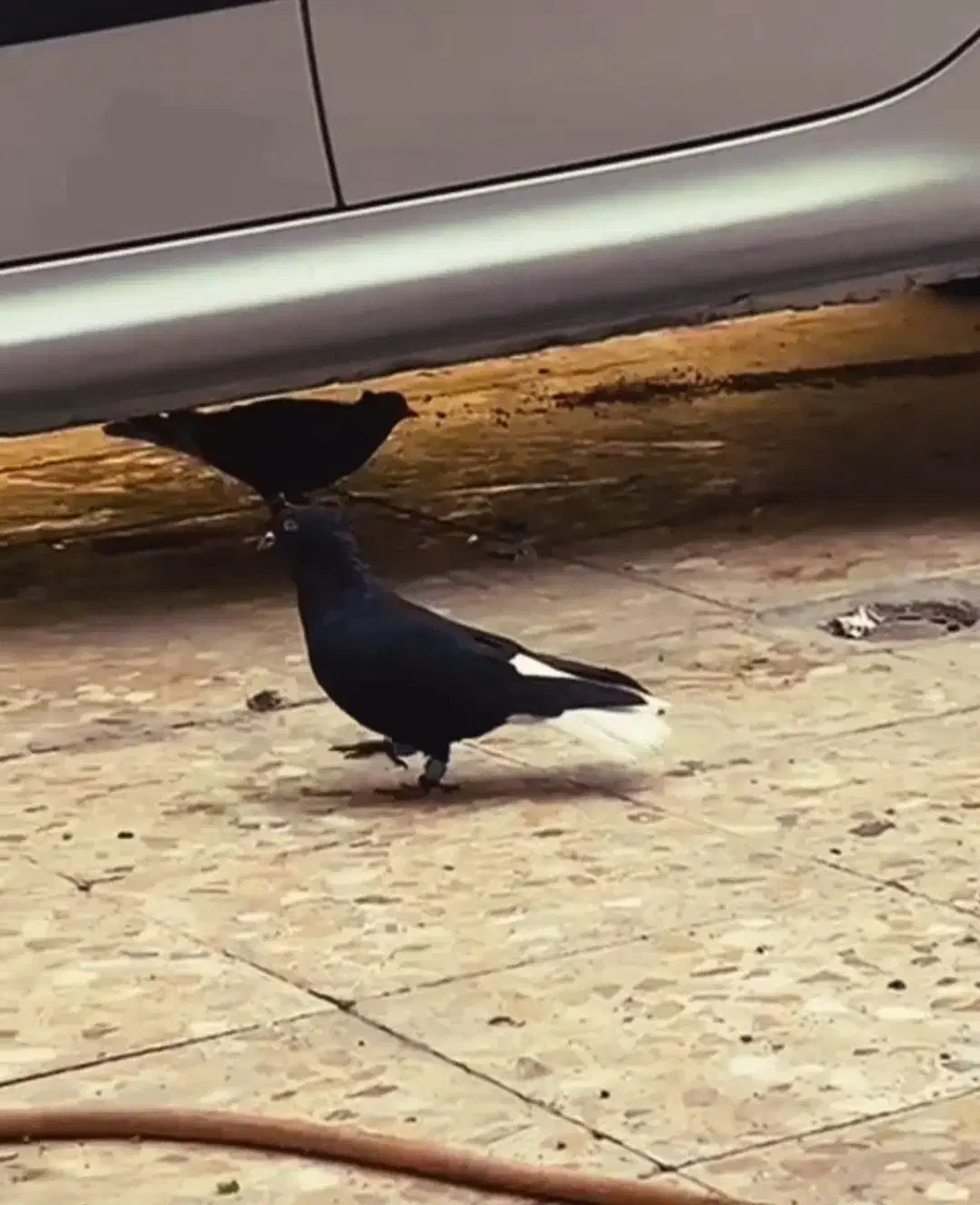 کبوتر اشعل ...سوسنگرد|پرنده|سوسنگرد, |دیوار