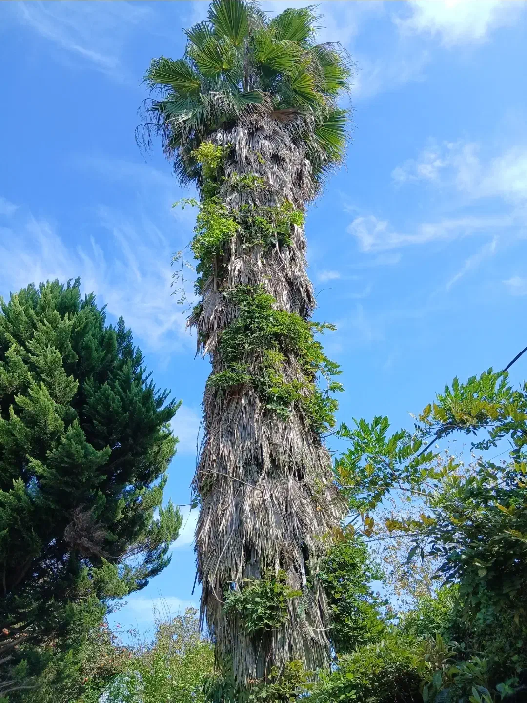 گل و گیاه|گل و گیاه طبیعی|رشت, لاکان شهر|دیوار