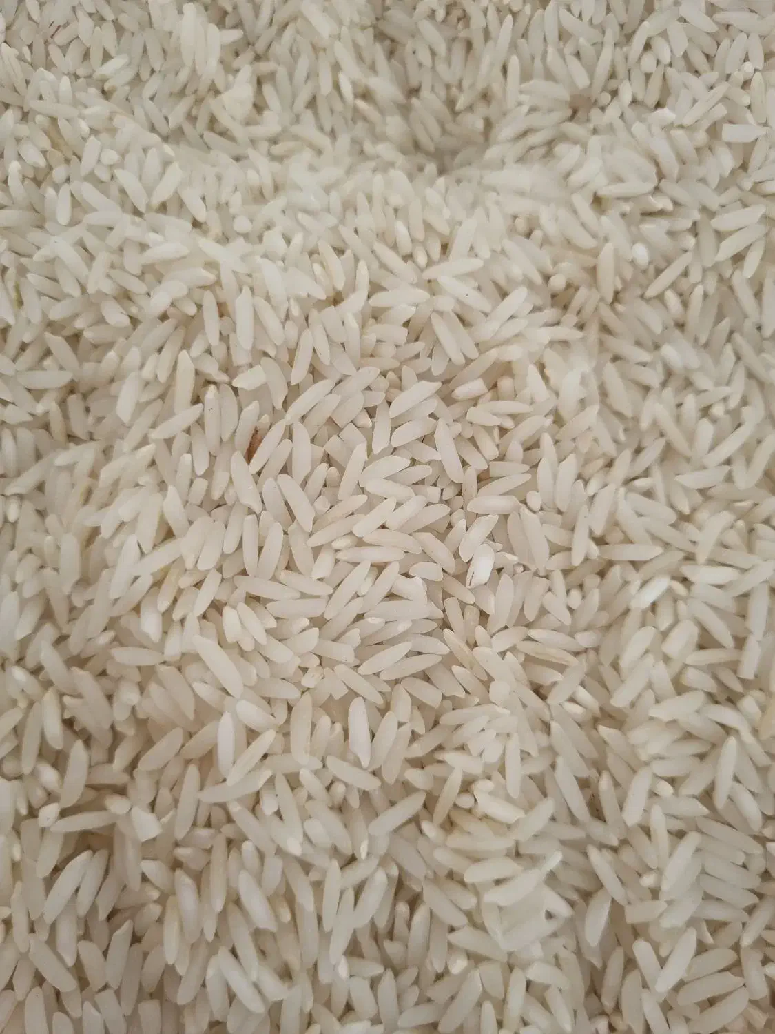 برنج هاشمی درجه یک|خوردنی و آشامیدنی|تاکستان, |دیوار