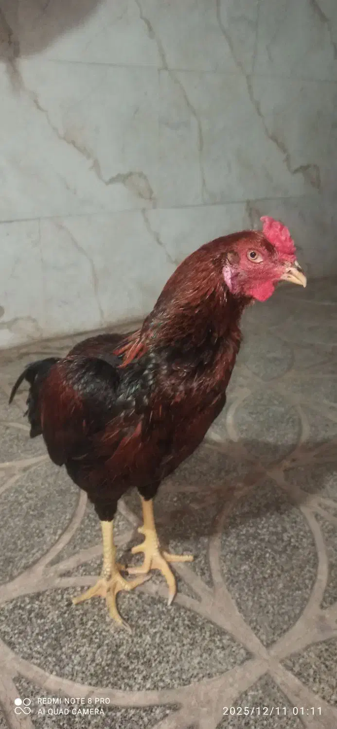 لاری|حیوانات مزرعه|مشهد, همت آباد|دیوار