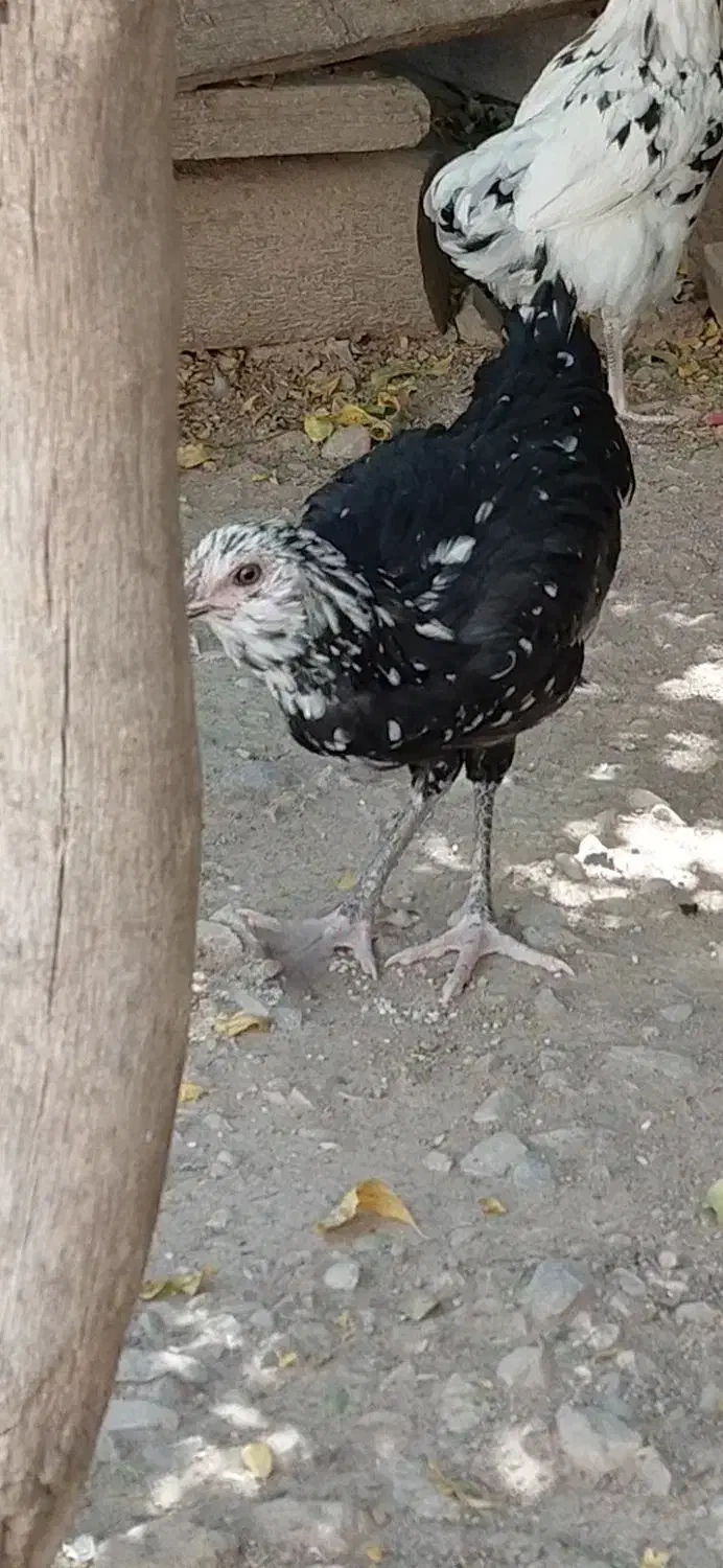 گلین خال سوزنی اصل|حیوانات مزرعه|اصفهان, فجر|دیوار