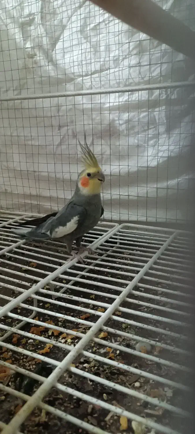 یک جفت عروس هلندی سالم وسرحال روی تخم|پرنده|فردوس (خراسان), |دیوار