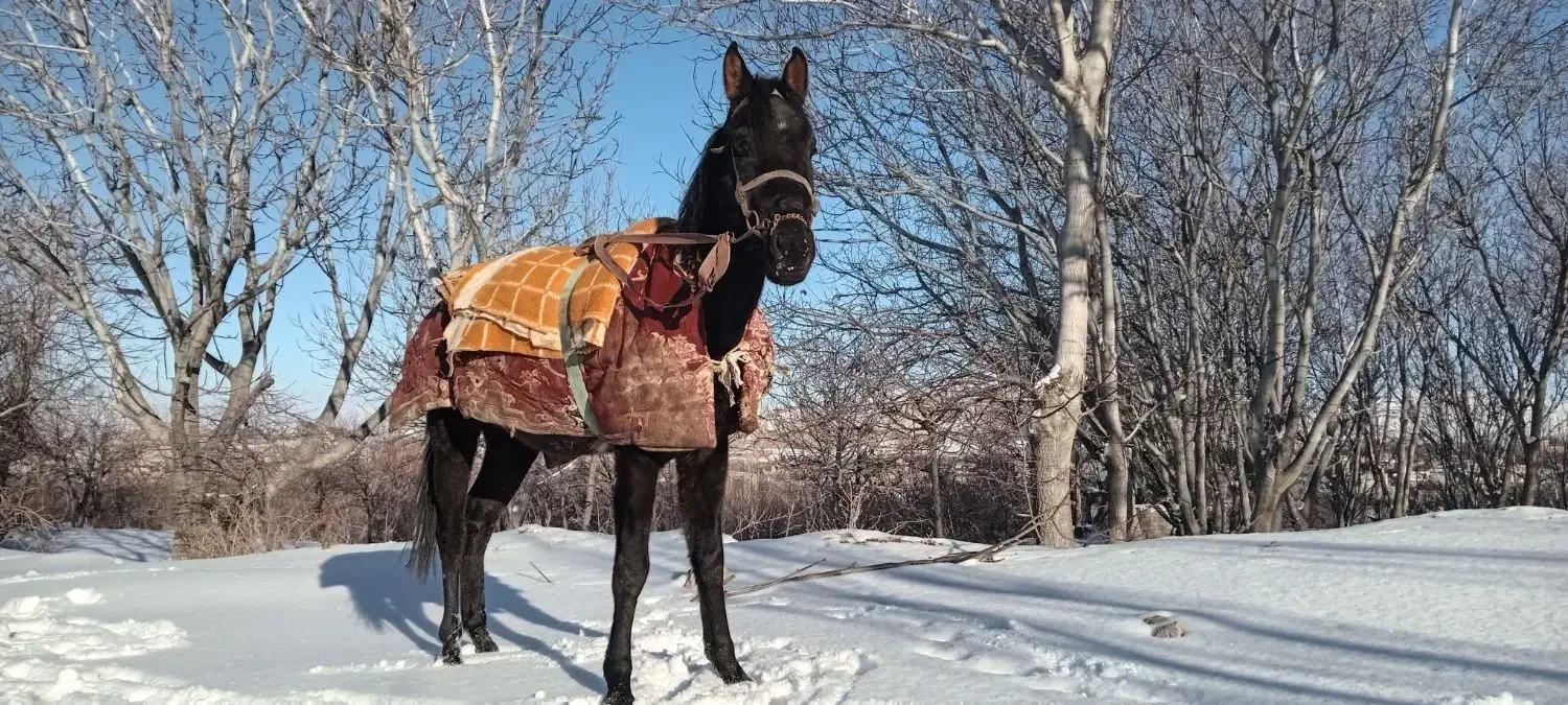 اسب نریان دوخون|اسب و تجهیزات اسب‌سواری|بجنورد, |دیوار