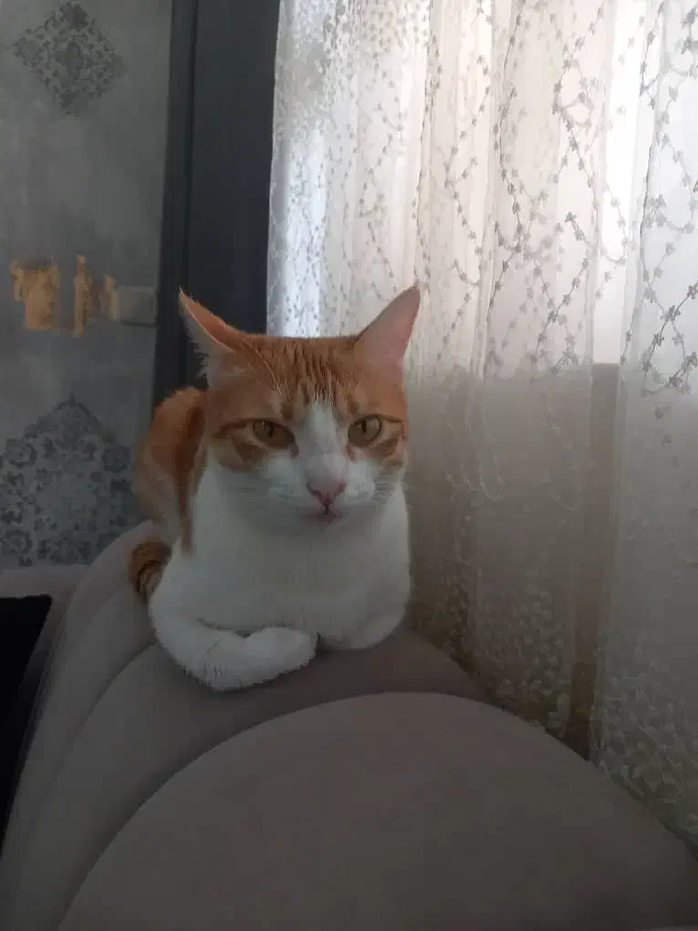 واگذاری گربه|گربه|رشت, شالکو|دیوار