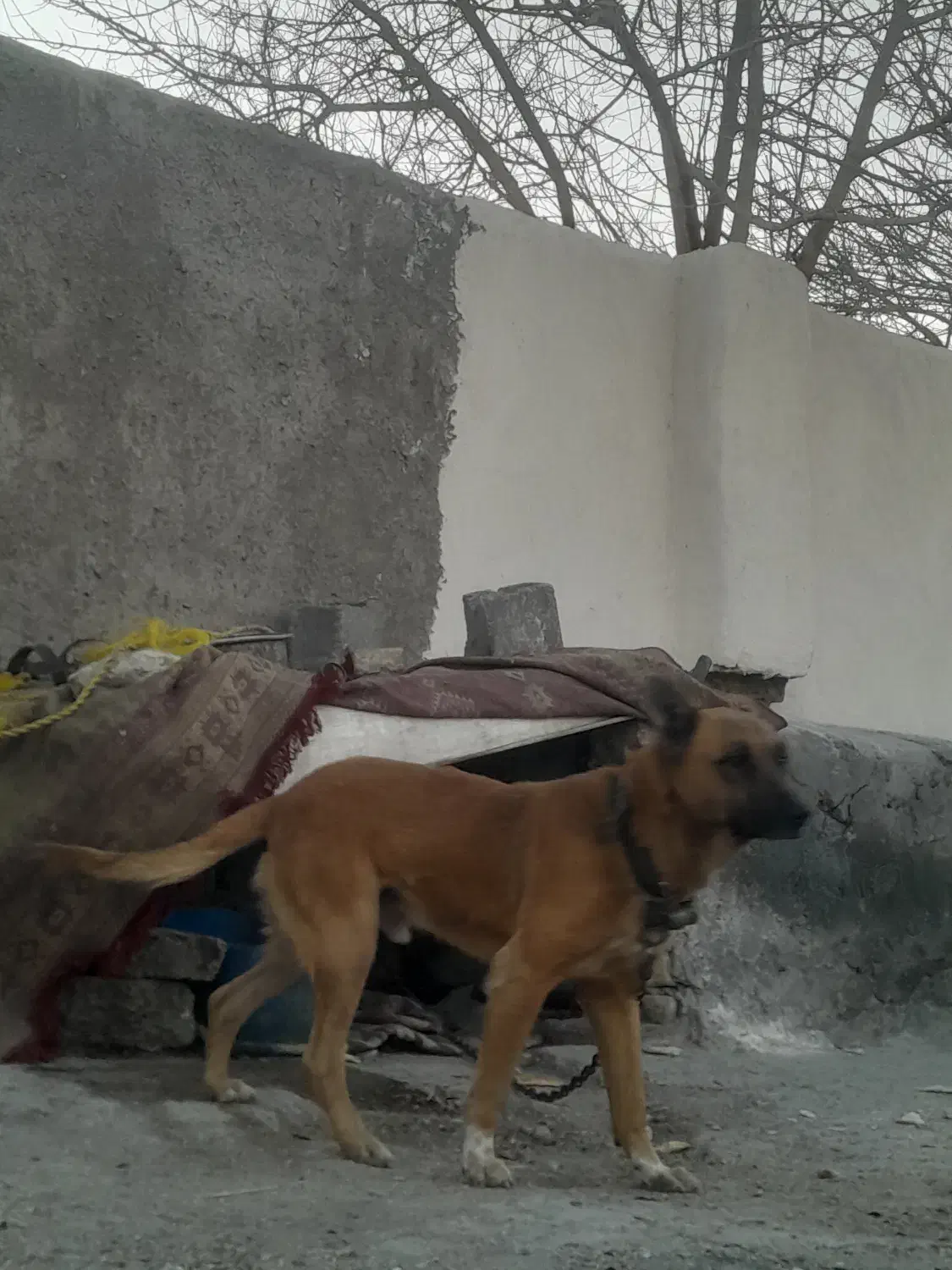 سگ نگهبان|سگ|قلعه نو, |دیوار