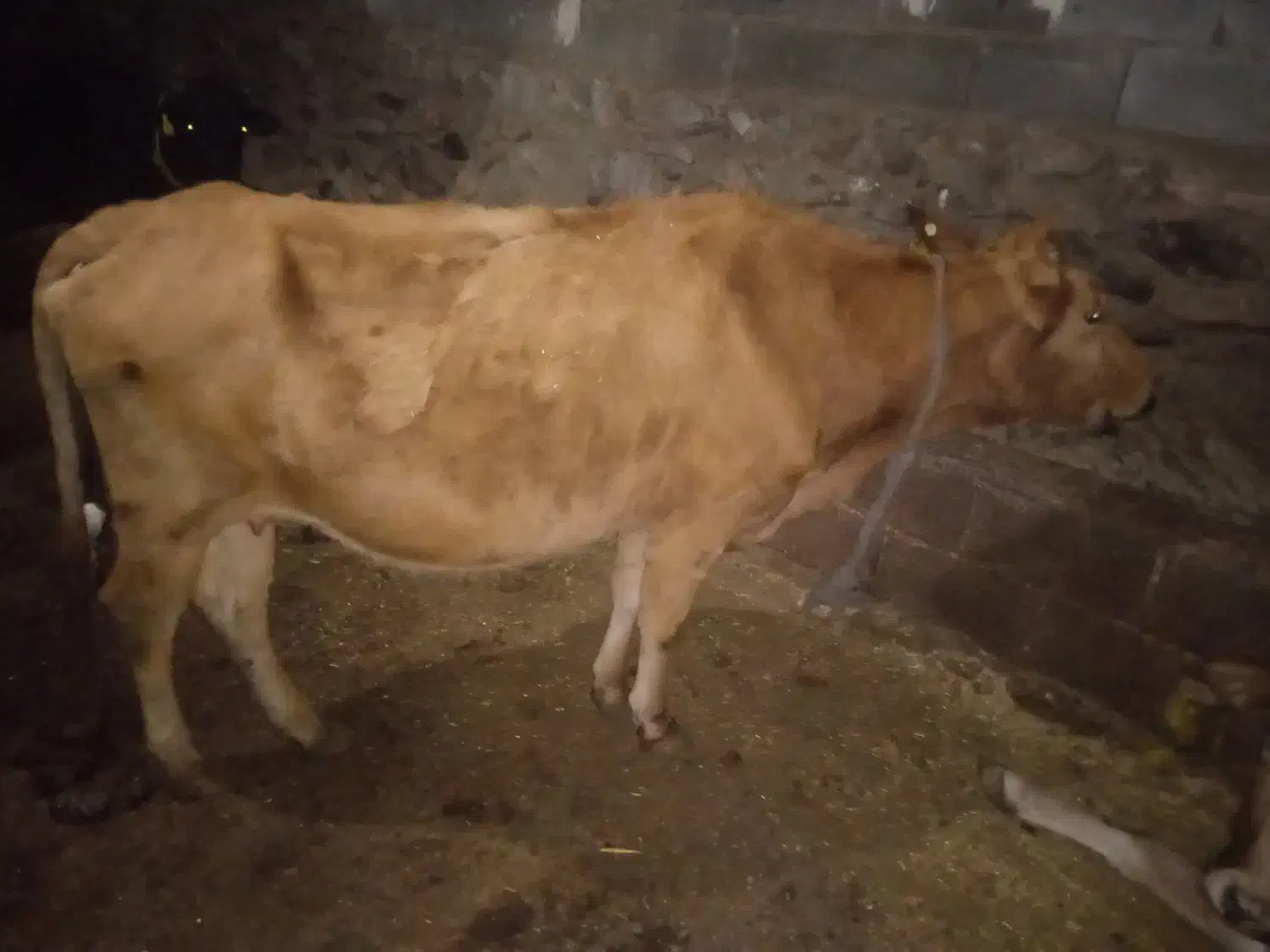 فروش گوساله ماده جوان  زایمان هستی|حیوانات مزرعه|اهر, |دیوار
