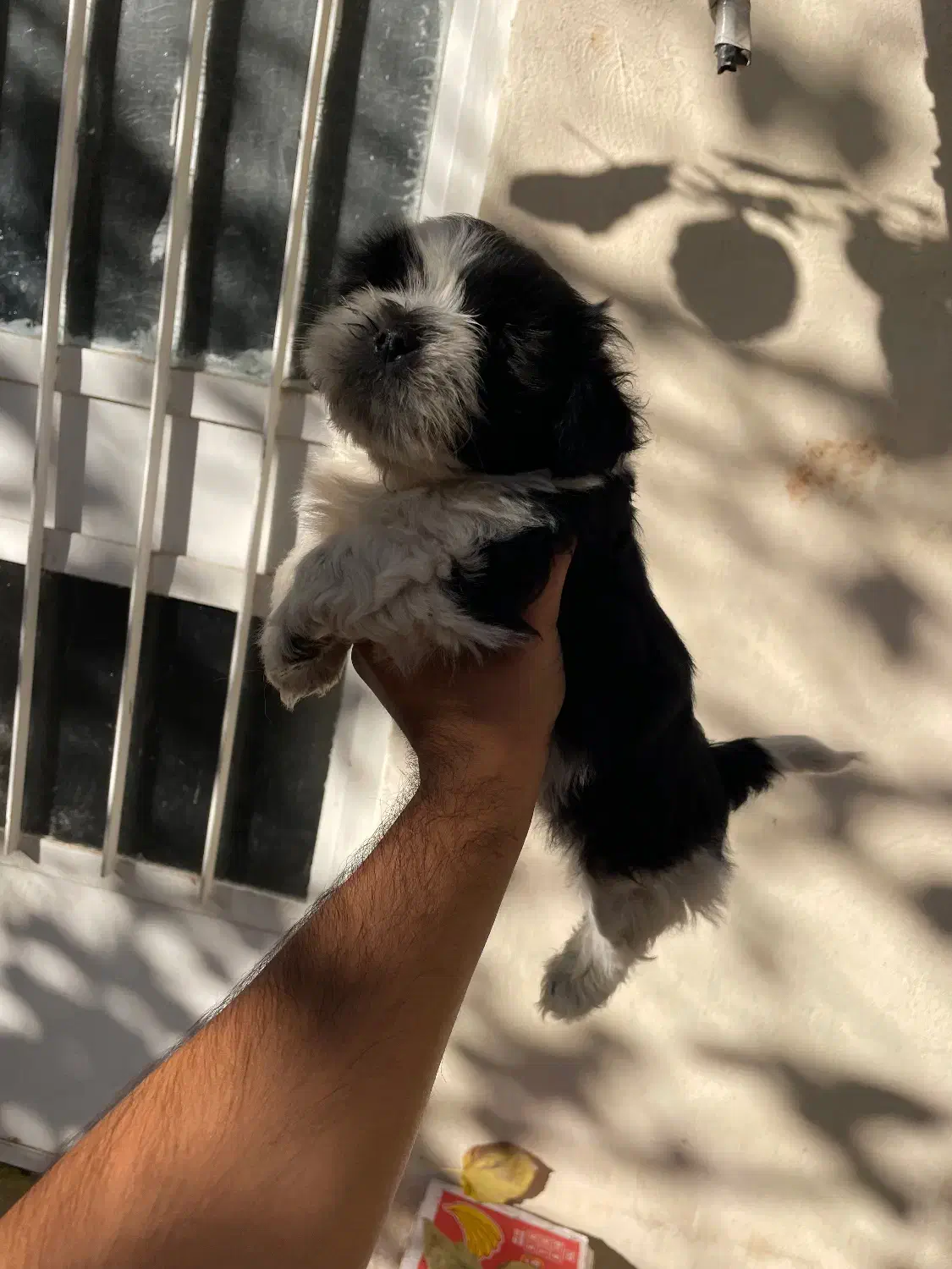 سگ شیتزو|سگ|مشهد, بهشت|دیوار